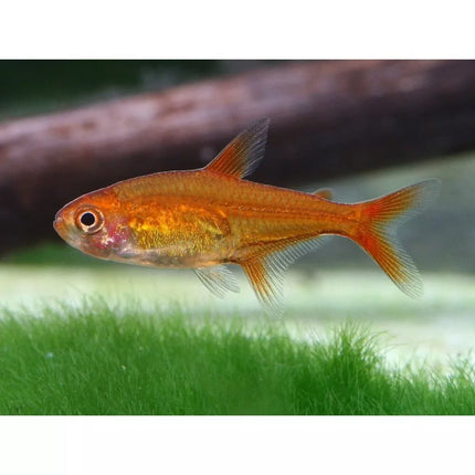 Žarijinė tetra