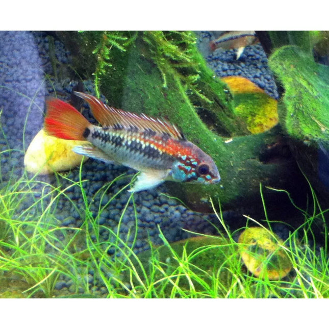 Apistograma liepsnelė