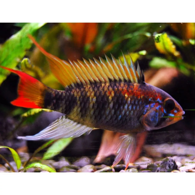 Apistograma macmasteri