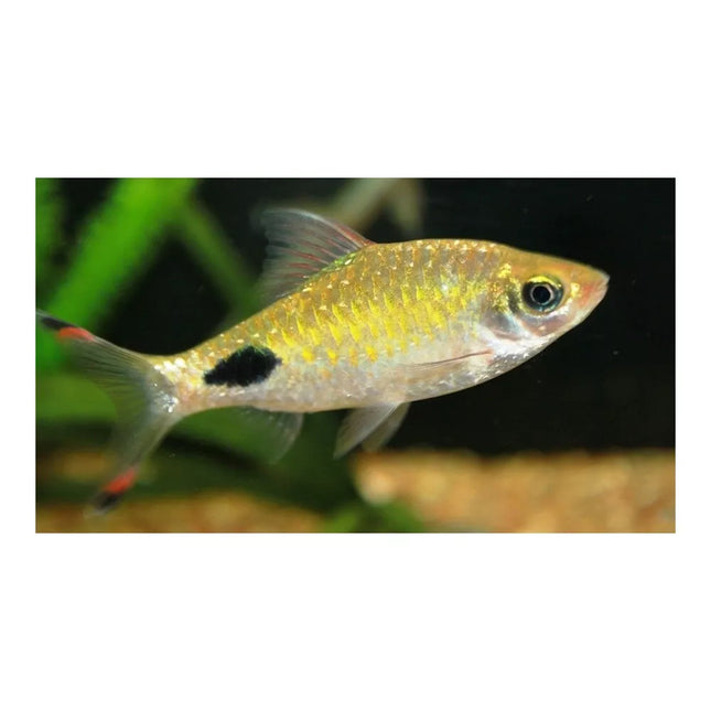 Barbusas Filamentosa