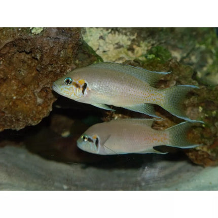 Burundžio princesė