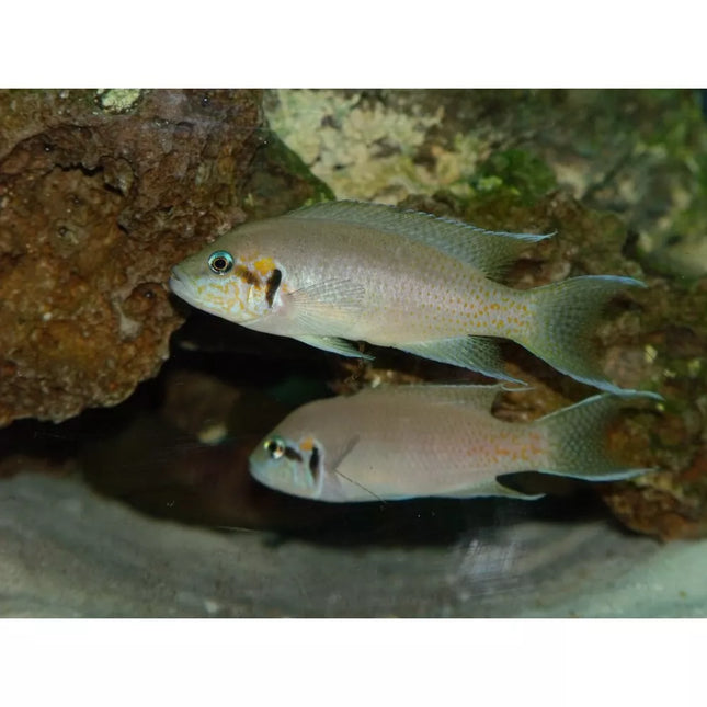 Burundžio princesė