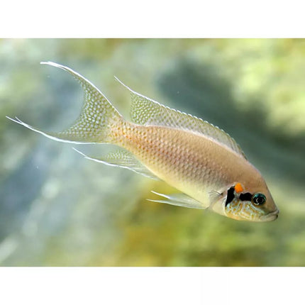 Burundžio princesė