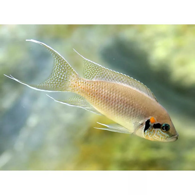 Burundžio princesė