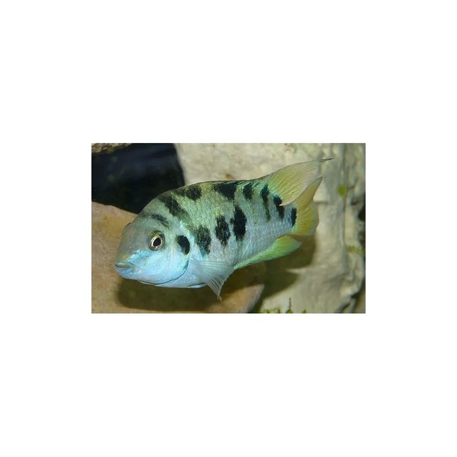 Cryptoheros honduran