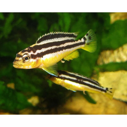 Auksinis Melanochromis