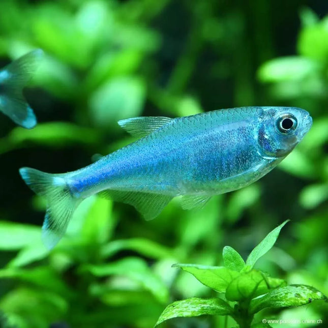 Mėlynoji tetra