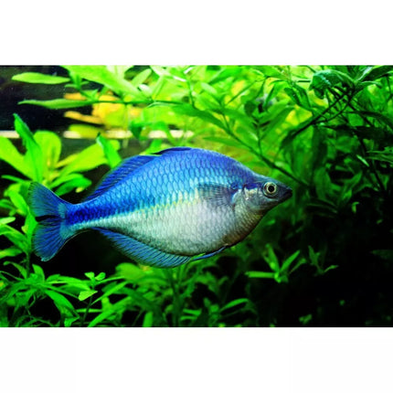 Mėlynoji vaivorykštė