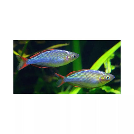 Neoninė melanotenija