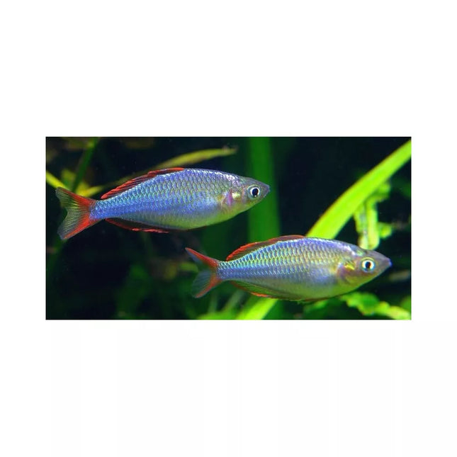 Neoninė melanotenija