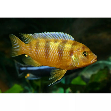 Pseudotropheus Lombardoi