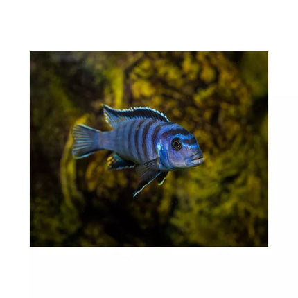 Pseudotropheus saulosi