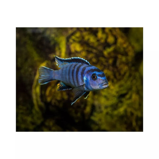 Pseudotropheus saulosi