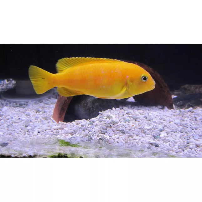 Pseudotropheus saulosi