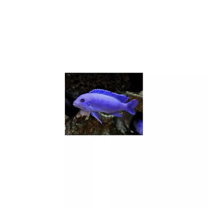 Pseudotropheus zebra cobalt blue