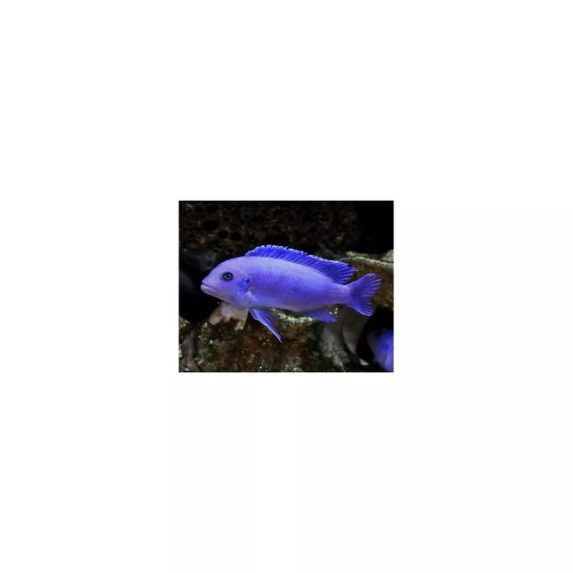 Pseudotropheus zebra cobalt blue