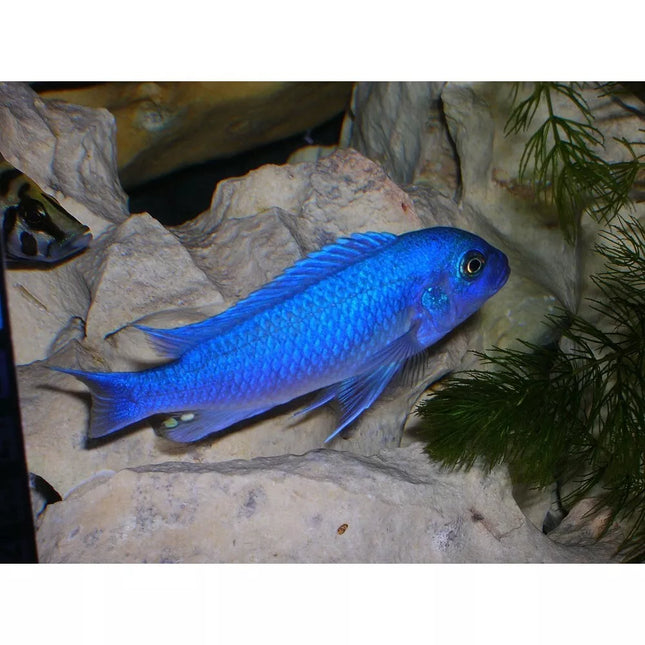 Pseudotropheus zebra cobalt blue