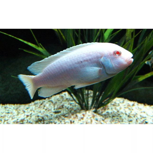 Psuedotropheus socolofi albino