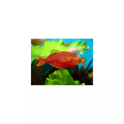 Raudonoji vaivorykštė