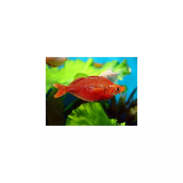 Raudonoji vaivorykštė