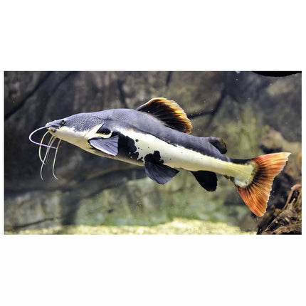 Raudonuodegis šamas