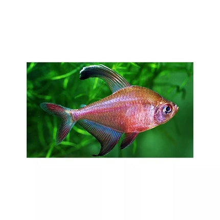 Robertso tetra