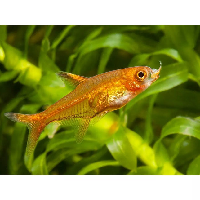 Žarijinė tetra