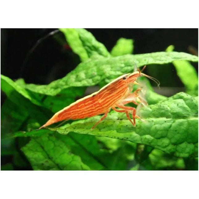 Filtruojanti krevetė