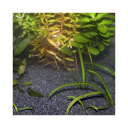 JBL gruntas Sansibar Black 10 kg (0,2-0,5 mm), juodas