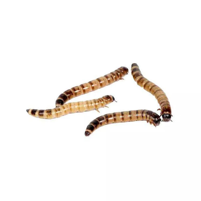 Gyvas maistas ropliams zoofobusai