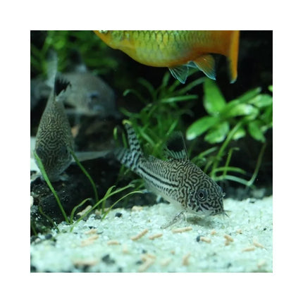 ProNovo Betta Insect Sticks S pašaras Betta žuvims (gaideliams) 20 ml