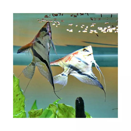 ProNovo Betta Insect Sticks S pašaras Betta žuvims (gaideliams) 20 ml