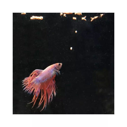 ProNovo Betta Insect Sticks S pašaras Betta žuvims (gaideliams) 20 ml