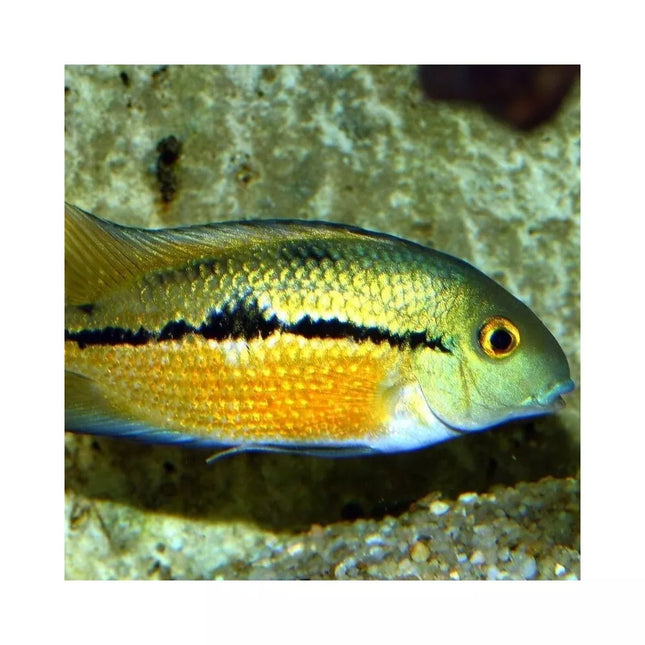 JBL ProNovo Cichlid Grano M pašaras žuvims 250 ml (click)