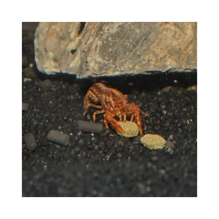 JBL ProNovo Crabs Wafer M pašaras krabams ir krevetėms 100 ml