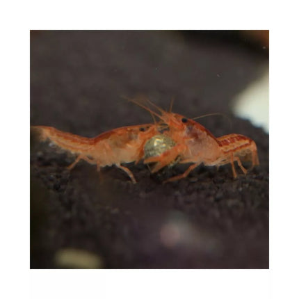 JBL ProNovo Crabs Wafer M pašaras krabams ir krevetėms 100 ml