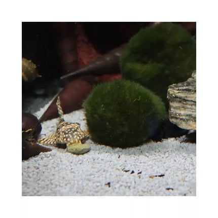 JBL ProNovo Pleco Wafer M pašaras žuvims 100 ml