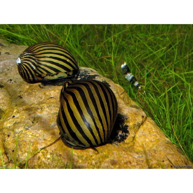 Sraigė Neritina sp.